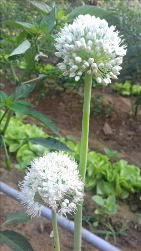 Ellie –
Người tử tế, nghiêm túc …..