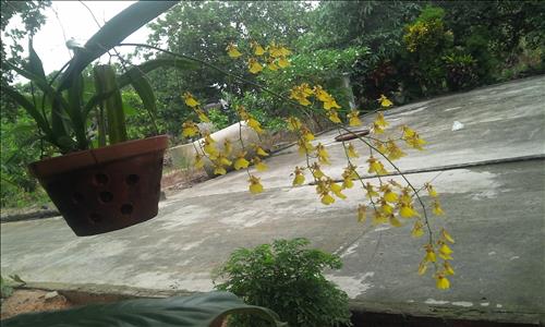 Chân trời ấy –
Người có hoàn cảnh giống…..