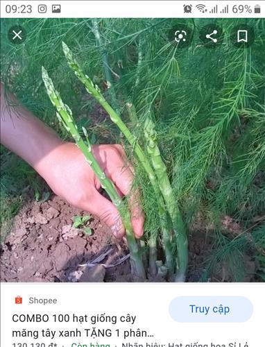 Mi Nguyen –
Trung thực