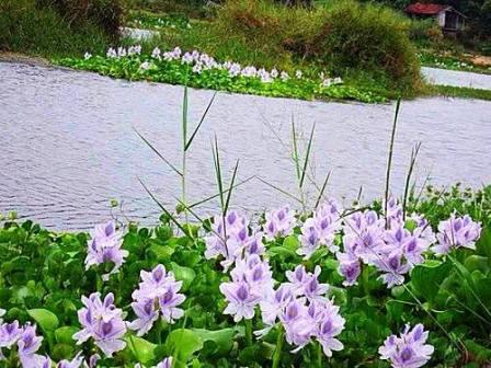 Xa quê –
Một bờ vai nương tựa, cù…..