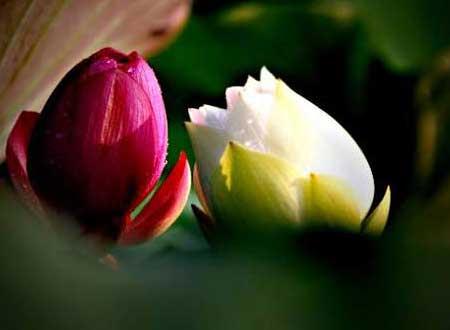 vẫn tươi –
bình thường