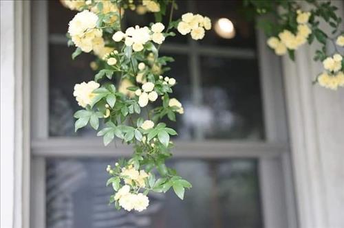 Quỳnh Anh –
Tìm người bạn trò chuyện…..