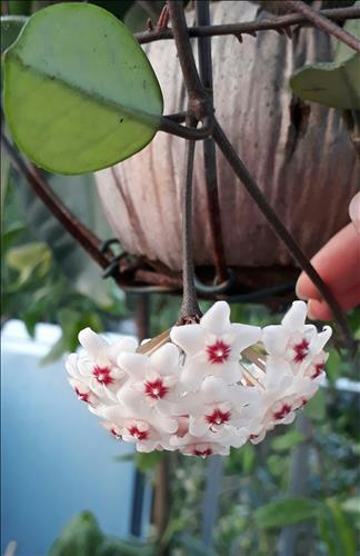 Lan –
Những người bạn chân thà…..