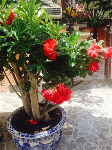 tuyetphuong –
Hòa đồng,có ý định làm …..