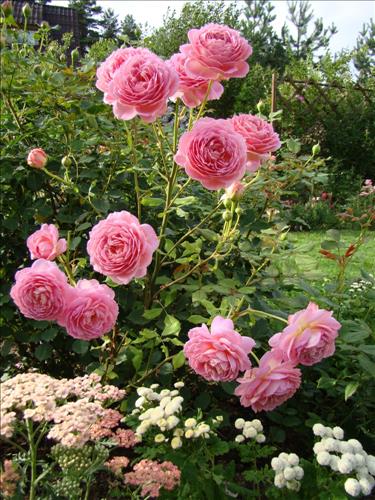 lavang –
Tìm người ….