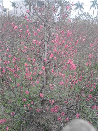 huyền huyền –
Tìm bạn tuổi từ 40 ,kg …..