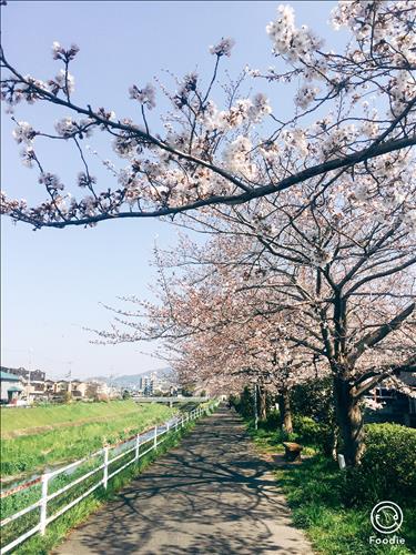 onsen –
“Mày râu nhẵn nhụi áo qu…..