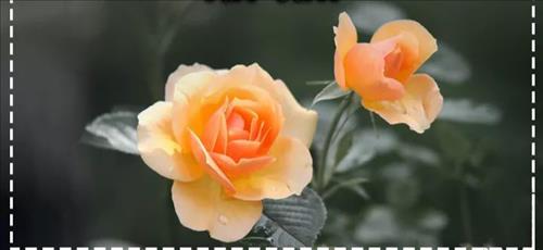 Nguyen Mai Dieu Lonh –
Sống hành theo đạo pháp..C…..