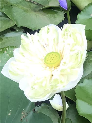 Trangle –
Tìm người Đồng cảm,có c…..