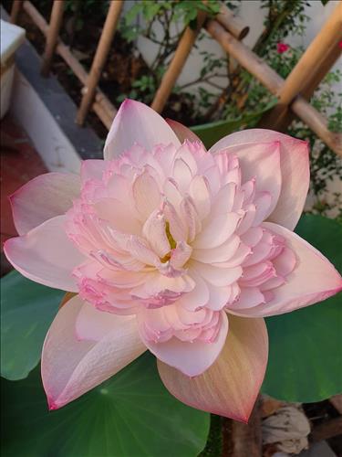 Mộc Chi –
Phù hợp. Tìm mối quan hệ …..