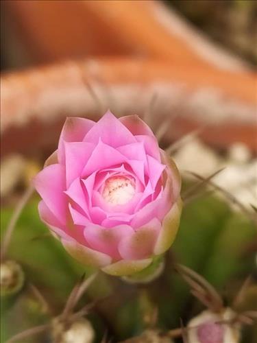 Tigôn –
Tìm người cùng cảnh ngộ …..