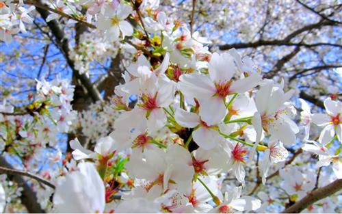 Anh Đào –
Cho tôi biết hạnh phúc là …..