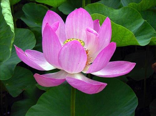 Khoảng Lặng –
haiz… chẳng biết tìm gì  …..