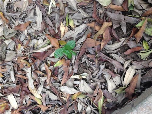 Cỏ dại –
Tìm người tâm giao để có…..