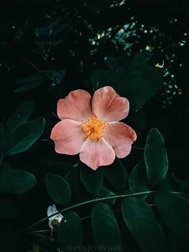 hanguyengmail –
Mình tìm người bạn đời …..