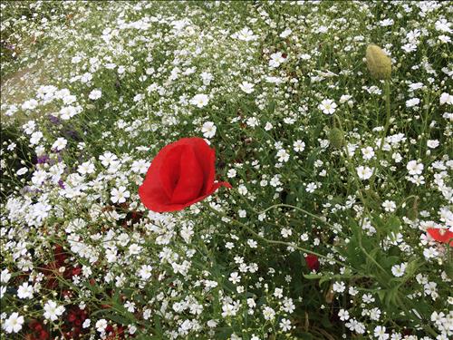 Thuy Nguyen –
Nói chung là thấy hợp !    …..