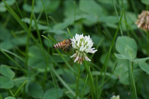 Cỏ bốn lá –
Hiền, chân thành, có trách …..