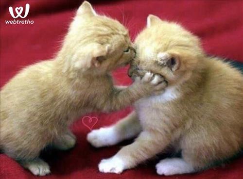 Giang –
Tìm người yêu