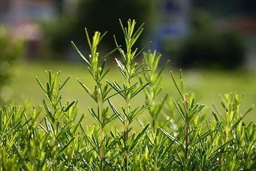 Hạ Vy –
Đồng cảm