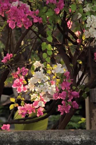 Thềm xưa –
Học cách yêu một người b…..