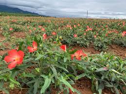 Hải Đường –
Người vui vẻ