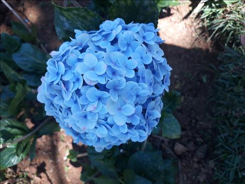 Mual –
Vui tính, thấu hiểu, chững…..