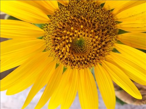 Chi –
Tìm một nửa của mình     …..