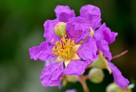 Hồng Thanh –
Người hợp ý, một người…..