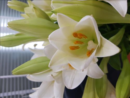 CÁ MẬP –
Tìm bạn tri kỷ