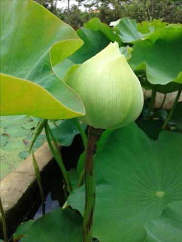 Diệu Kim –
Duyên nợ từ kiếp trước……