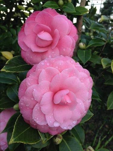 An Nhiên –
Một người biết quan tâm c…..