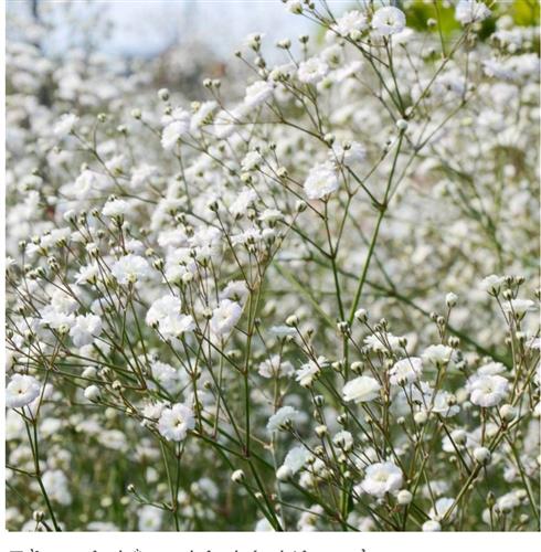 Hoa babby  –
…..Nhớ một câu đã đọc…..