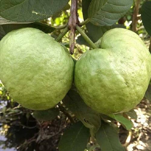 An –
Người ơi gặp gỡ làm chi……