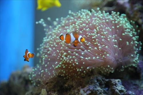 Thương –
Nương tựa suốt đời.     …..