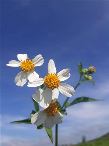 Xuyến Chi –
Tìm bạn